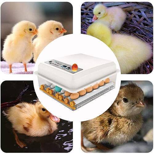 Incubator complet automat ms 36