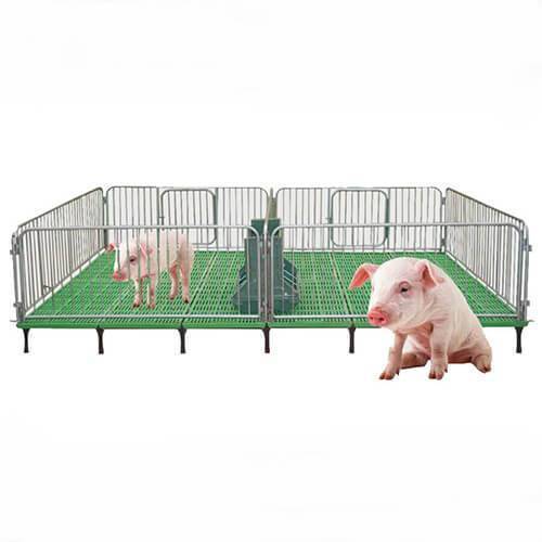 Cusca porci