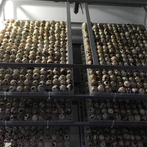 Incubator oua prepelita