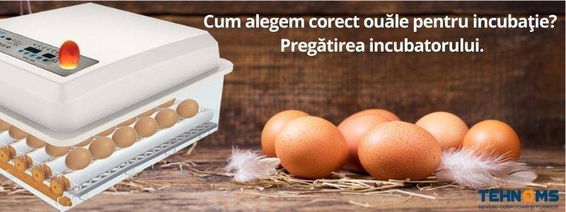 Cum alegem corect ouăle pentru incubaţie?  Pregătirea incubatorului.