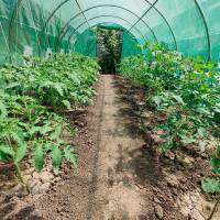 Sere de gradina tip tunel polonia